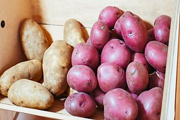 Как прорастить картошку, чтобы получить ранний и очень щедрый урожай, начинаем приготовления уже сейчас