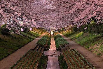 Цветение сакуры в Японии