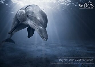 Эволюция дельфинов идет медленее, чем их вымирание — это что за звери?