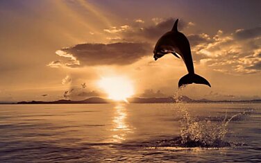 Анализ акустических сигналов дельфинов-афалин показал возможное наличие у них развитой разговорной речи