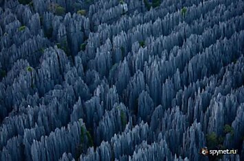 Каменный лес Мадагаскара (19 фото)