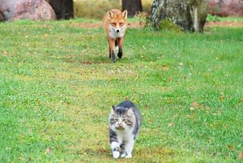 Приключение лисы и кота