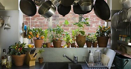 Неприхотливые растения для кухни