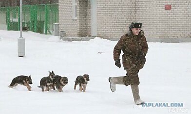 Как щенки становятся защитниками границы