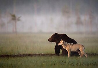 10 фото-фактов об удивительной дружбе между медведем и волчицей