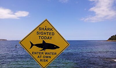 Австралийские акулы предупреждают о своём приближении к берегу через Твиттер