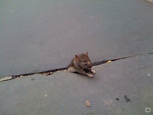 Печальная застрявшая крыса (24 фото)