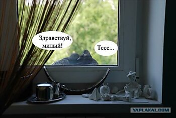 Любовь и голуби сегодня