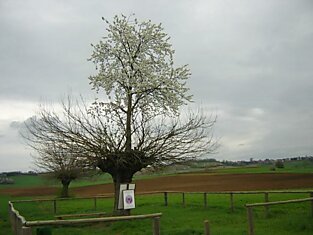 Двойное дерево Касорцо: дерево, растущее на верхушке другого дерева