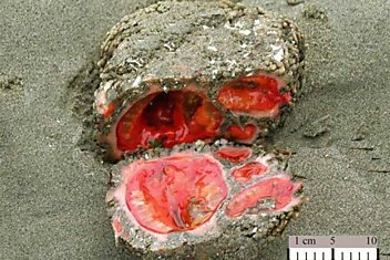 Pyura chilensis &#8212; «кровоточащий камень» с морского дна