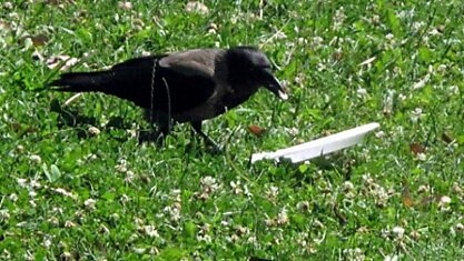 Я увидел, как эта ворона ела в парке, и обалдел от того, что она сделала потом