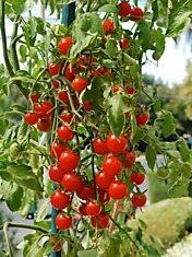 Как вырастить томатное дерево в бочке