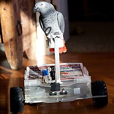 Скутер для попугая