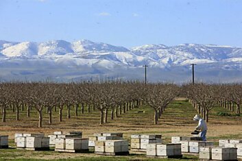 Пчелосемьи массово гибнут в Северной Калифорнии