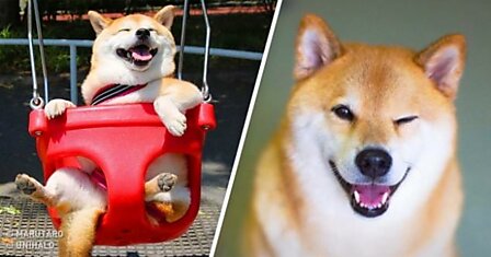15 правил, которые делают шиба-ину самыми счастливыми собаками в мире