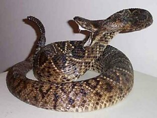 Самые ядовитые змеи (11 фото)