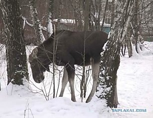 Наглые московские лоси