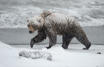 Шатуны обречены на голодную смерть зимой.