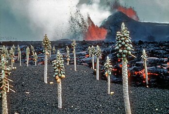 Поросль папайи у вулкана Килауэа (Kilauea) на Гавайях (Kapoho, Hawaii)