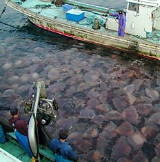 Японию атакуют гигантские медузы (10 фото)