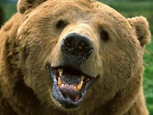 80 Интересных фактов о медведе