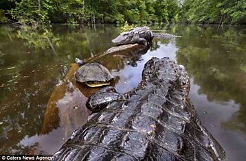 Python vs Alligator 01 -- Real Fight -- Python attacks Alligator