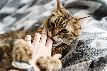 Для чего коты кусают руки хозяина, которые его кормят