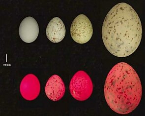 Почему у птиц разноцветные яйца