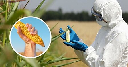 ГМО признали полезными для людей и сельского хозяйства! Так заявили итальянские ученые.