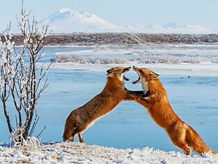 Лучшие фотографии National Geographic за август 2013 (20 фотографии)