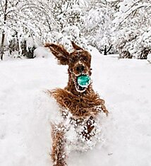 Забавные животные и снег (18 фото)