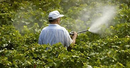 Пестициды потомкам или что содержиться в современных продуктах питания