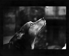 Giacomo Brunelli (30 фотографий)