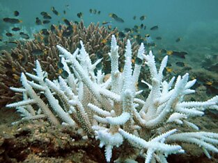 Некоторые кораллы приспособились к потеплению океана