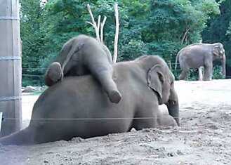 Слоненок, который просто хочет поиграть  ( видео )