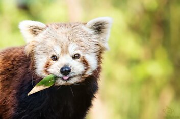 Угрожающее обаяние красных панд