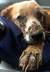 Трогательные фотографии бродячих собак до и после спасения
