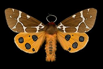 Коллекция бабочек Джима де Ривьера