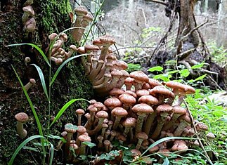 Самый крупный живой организм на Земле — это гриб