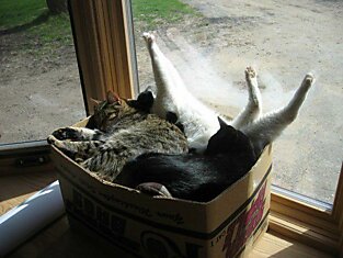 Уютная кото-коробка