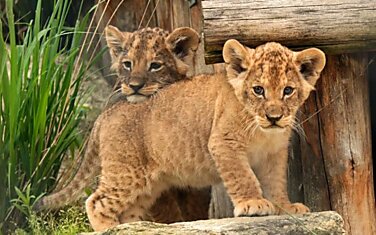 Young Lady Is Getting Mauled By Two Young Lions