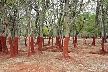 Что произошло в венгерском лесу? (9 фото)