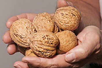 Что приготовить из орехов, если их тяжело разгрызать и жевать