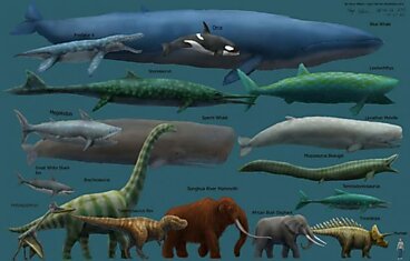Некоторые факты о синих китах
