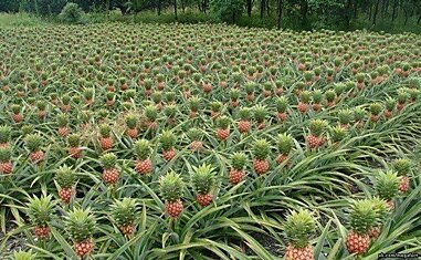 Как выглядит ананасовое поле