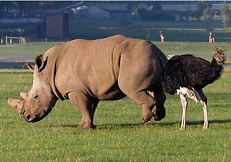 Огромный носорог две тонны весом насмерть испугался, когда бойкий страус клюнул его… понятно куда.