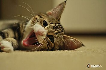 Зевающие котэ (20 фото)