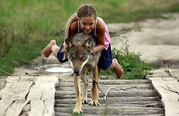 Белорусская семья воспитывает целое семейство волков