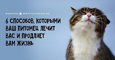 Вот 6 способов, которыми ваш питомец лечит вас и продляет вам жизнь