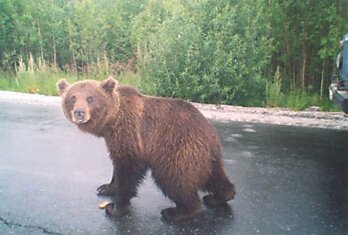 Медведи-попрошайки. Уже видел раньше подобное